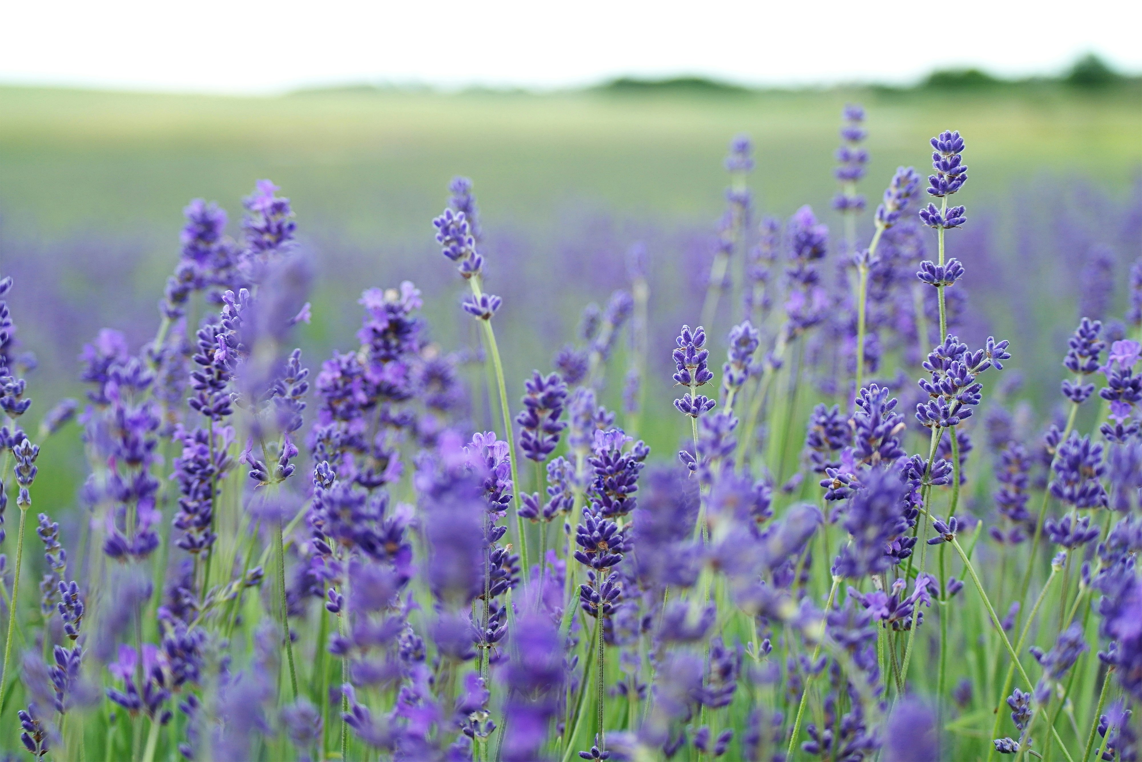Croatian lavender field