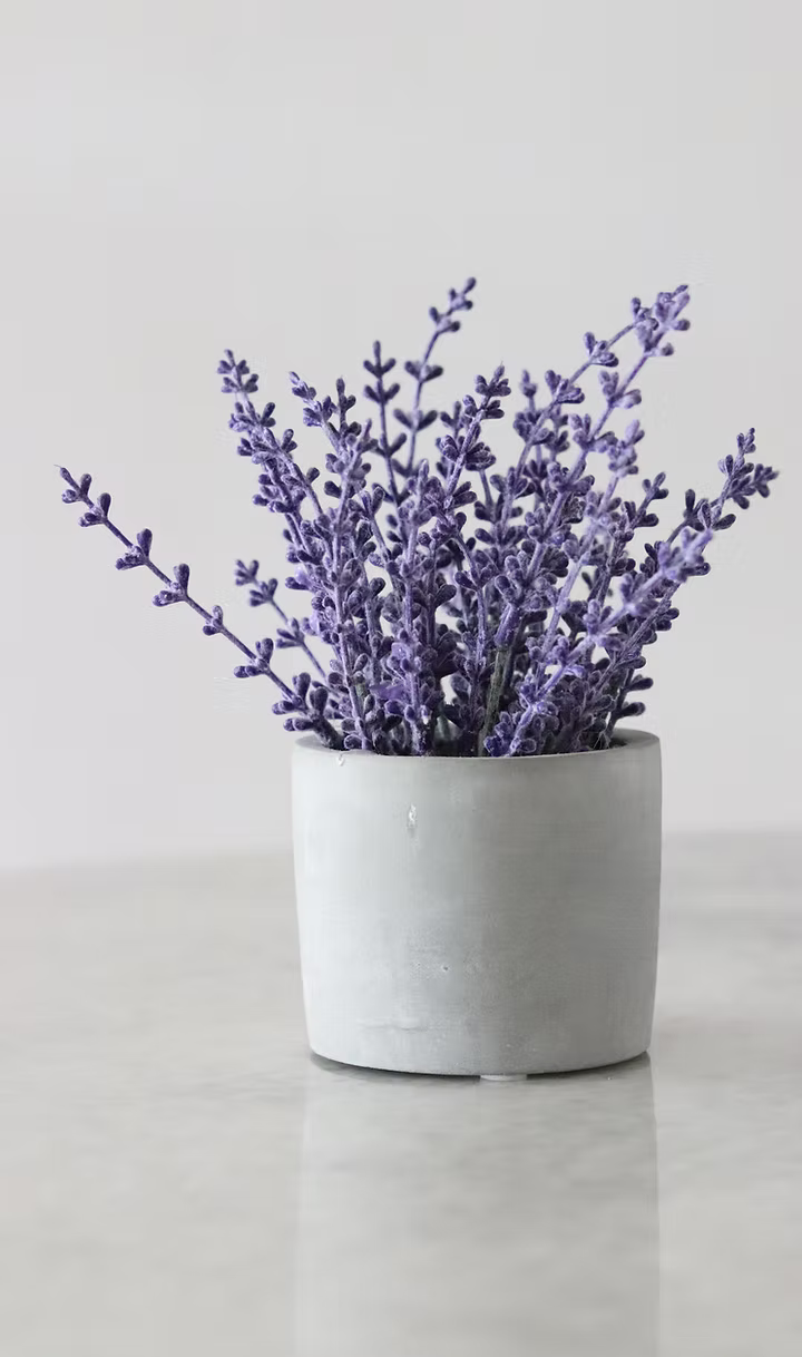 Lavender in concrete pot